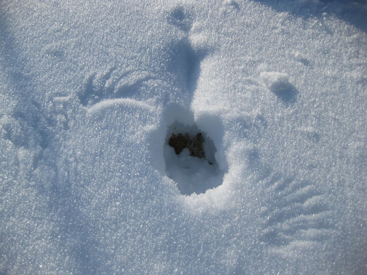 Где прячется зима. Тетерев зимует. Следы рябчика на снегу. Куропатки под снегом. Следы тетерева на снегу.