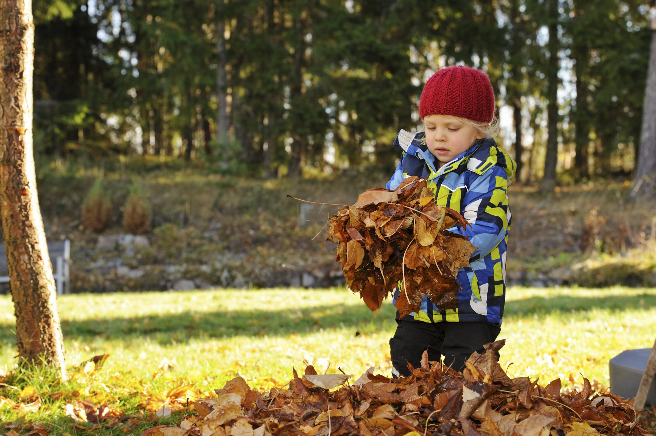 Собрать осенние листья. Дети собирают осенние листья. Дети собирают листья осенью. Дети собирают листочки. Ребята собирают осенние листья.