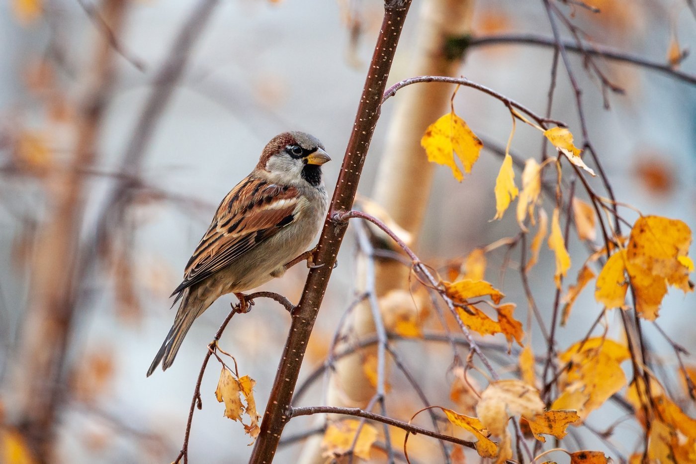 Воробей березка. Осенние птицы. Птицы осенью. Красивые осенние птицы. Птицы в осеннем лесу.