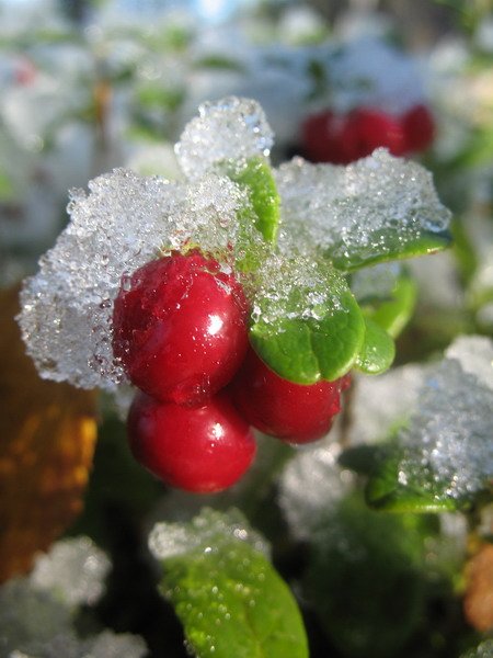 Подснежная клюква