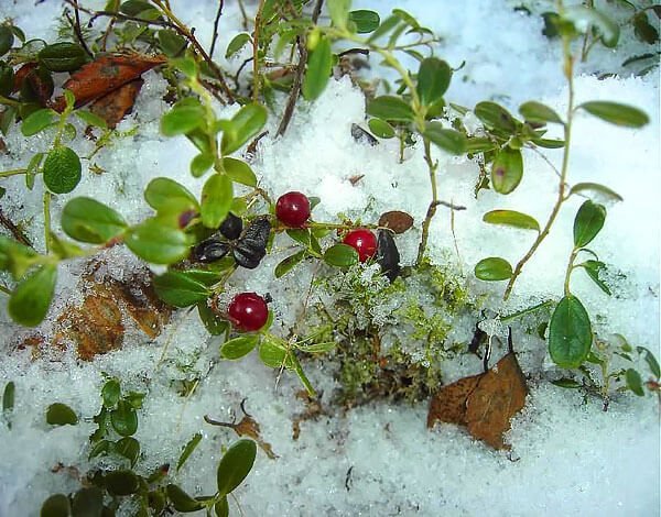 Брусника кустарник зимой