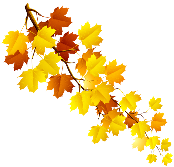 Ветка с кленовыми листьями