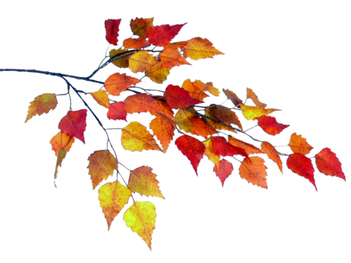 Ветка с осенними листьями