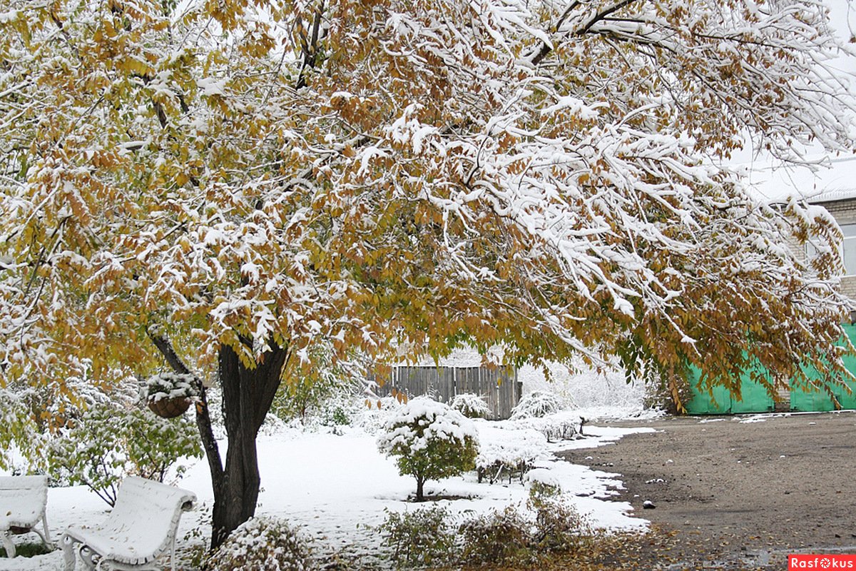 Каким был первый снег. Снежная осень. Осень снег. Осенние деревья под снегом. Снег осенью.