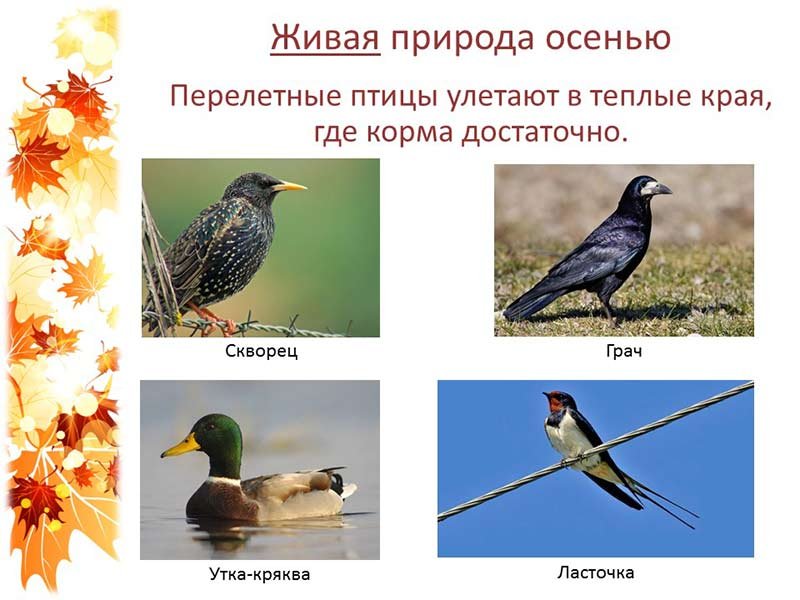 Про перелетные птицы дошкольникам