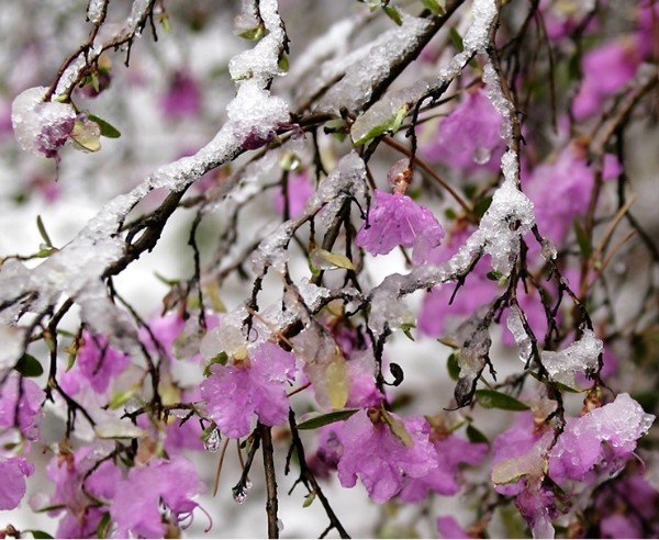 Багульник в снегу Забайкалье