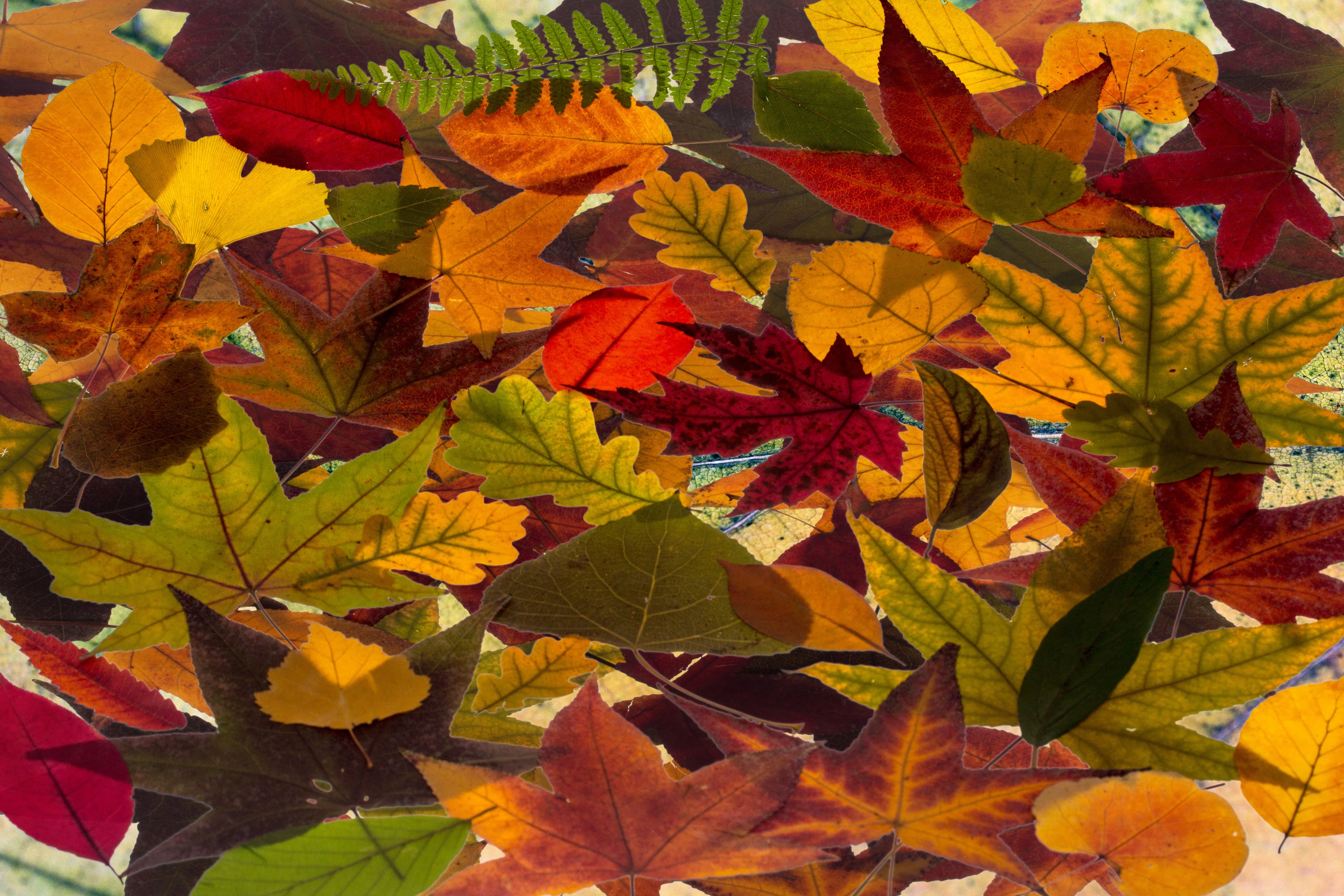 Вот и пришла разноцветная осень. Разноцветные листья. Цветной лист. Разноцветные осенние листья. Композиция из осенних листьев.