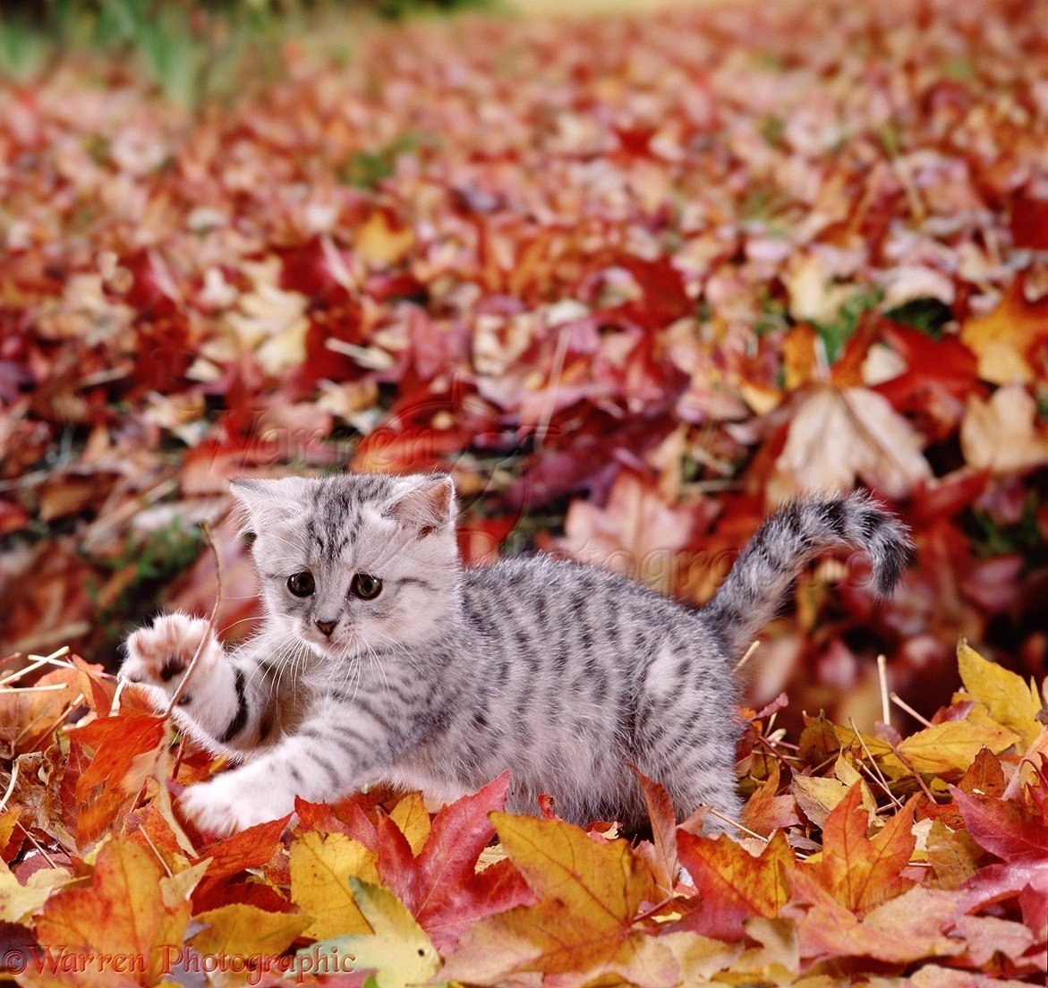Он любит играть листьями. Кошка осень. Котята осенью. Осенний котик. Котенок в осенней листве.