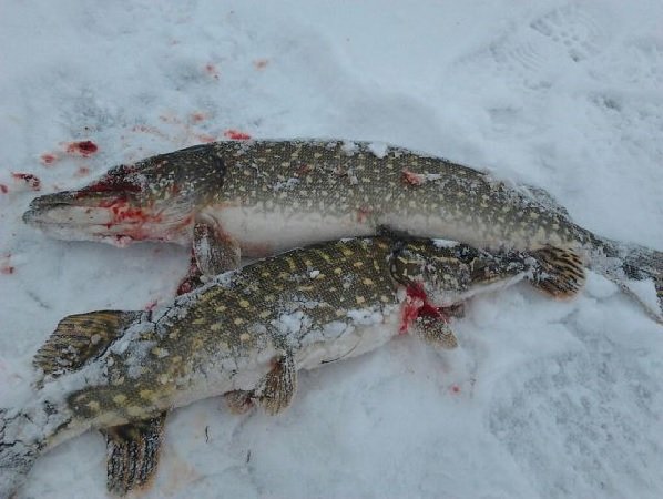 Щука на снегу