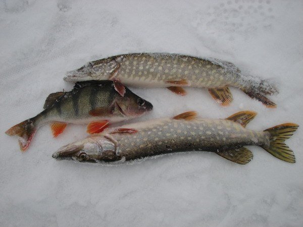 Улов щуки и окуня зимой