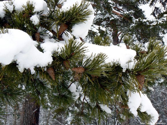 Сосны в снегу