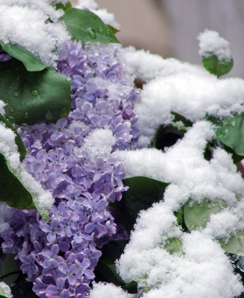 Сирень в снегу