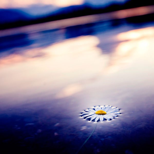 Ромашки ночью