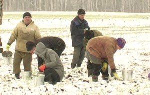 Посадка картофеля в снег