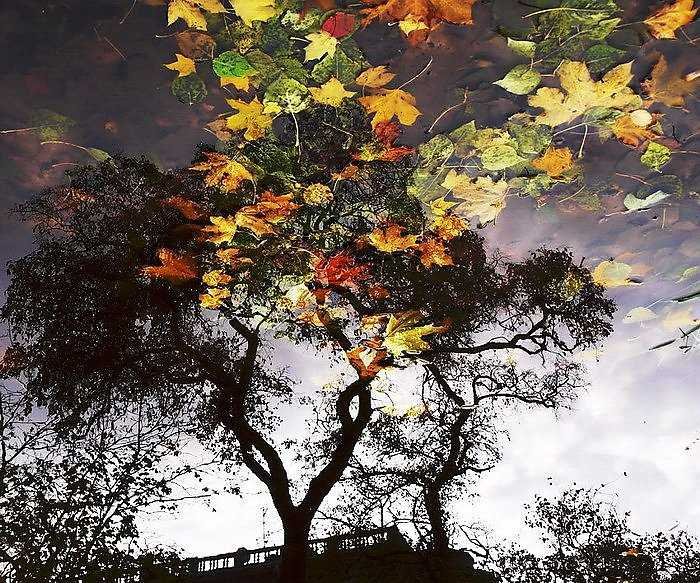 Ветер уносит листья. Осень ветер. Осень дождь. Дерево листопад. Листопад сильный ветер.