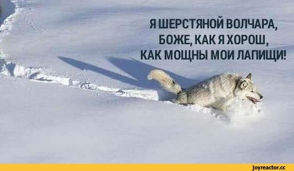 Как мощны Мои лапищи