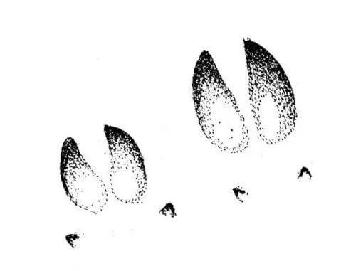 Следы оленя Оленьи следы