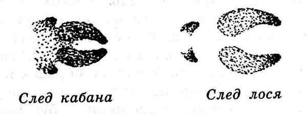 След кабана и лося