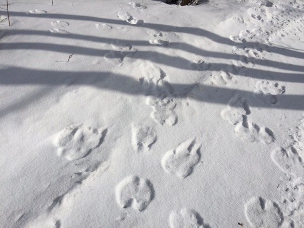 Следы лося на снегу