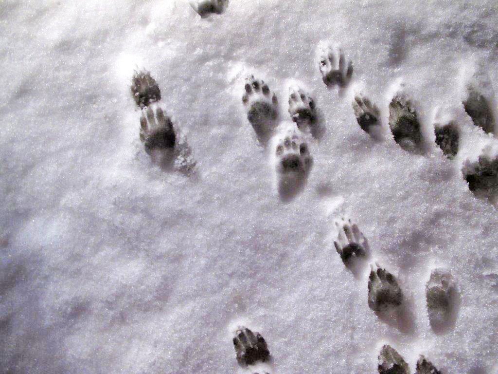 Зверя по следам слушать. Следы енотовидной собаки. Следы енотовидной собаки на снегу. Енотовидная собака следы лапы. След енота полоскуна.