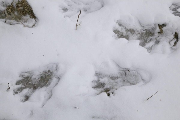 Следы бобра на снегу