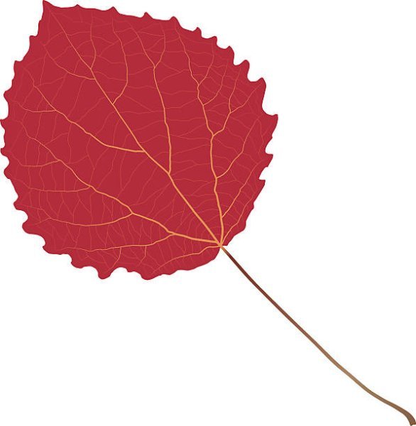 Лист осины на белом фоне