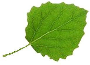 Лист осины на белом фоне