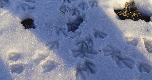 Следы утки на снегу