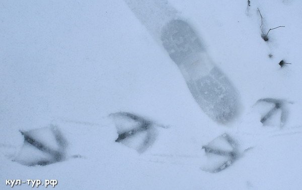 Утиные следы на снегу