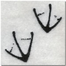 Следы утки на снегу