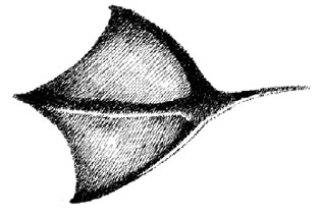 Картинки следы утки на снегу (54 фото)