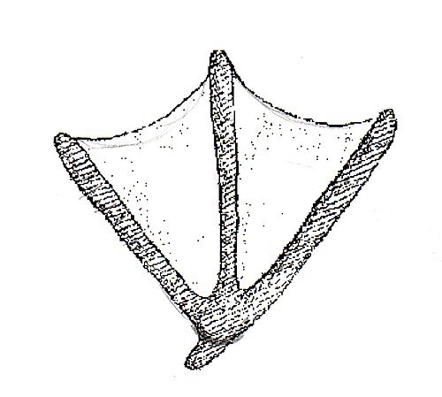 Отпечаток лапы гуся