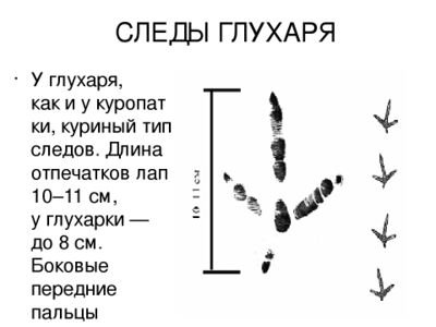 Следы глухаря на снегу
