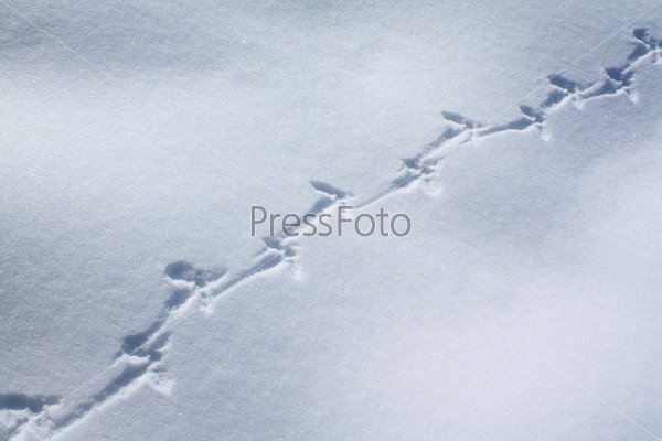 Следы глухаря на снегу