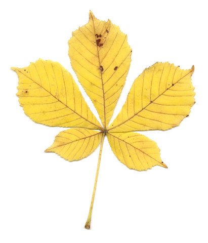 Лист каштана