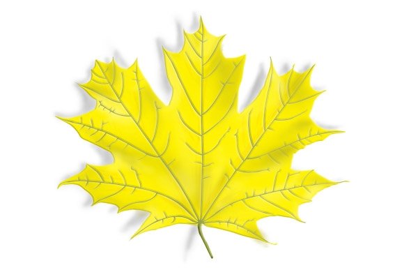 Кленовые листочки желтые