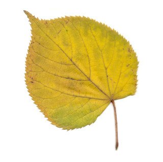 Осенние листочки липы