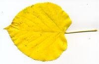 Лист липы желтый