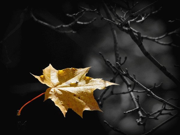 Желтые листья на темном фоне