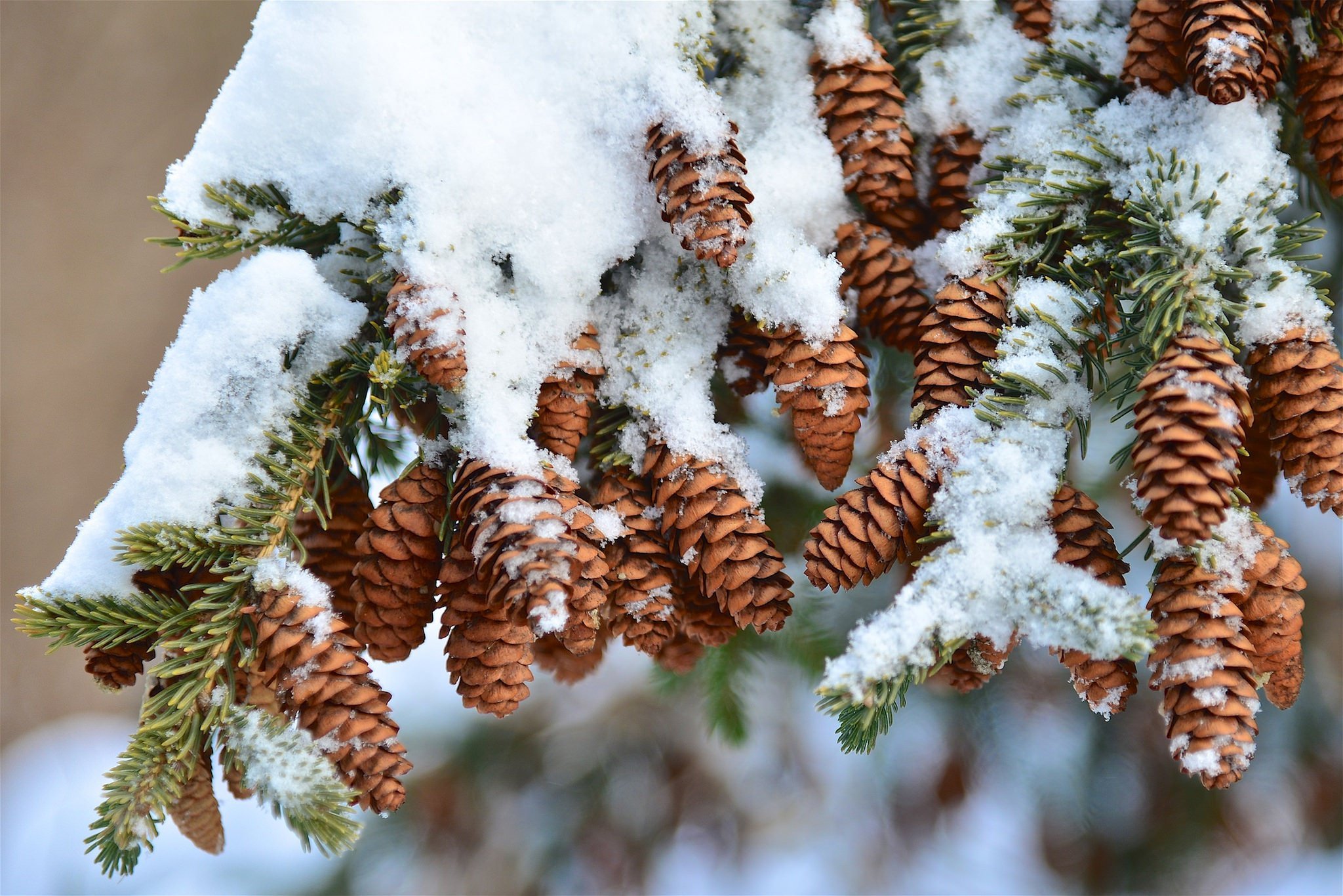 Хвойные в снегу. Ель Эльбрусская иней. Шишки в снегу. Хвойные деревья в снегу. Декабрь природа.