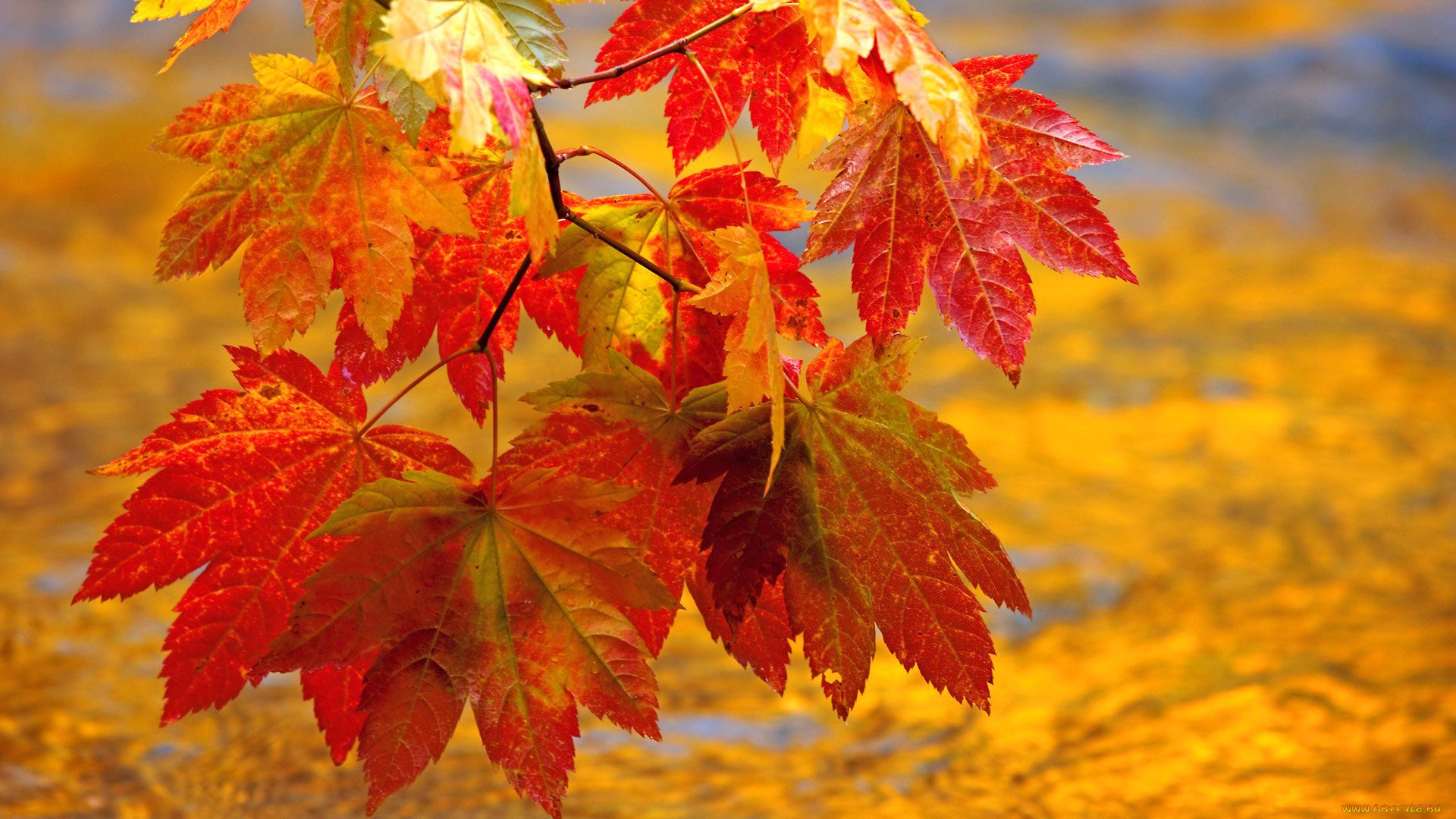 Лист осенний золотист. Красивая осень. Осенние листья. Листья осенью. Заставка на рабочий стол осень.