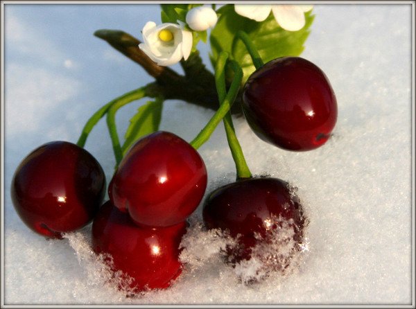 Вишня зимой