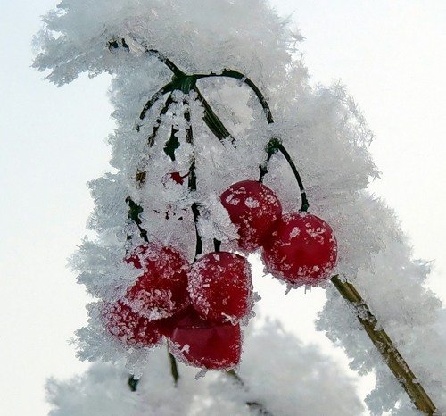 Вишня на снегу