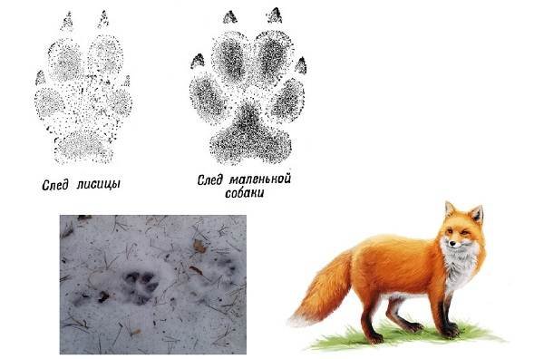 Лисьи следы