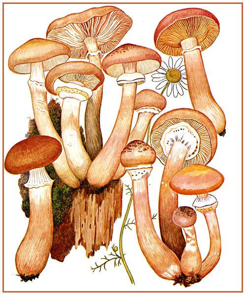 Рисунок гриба опенок осенний