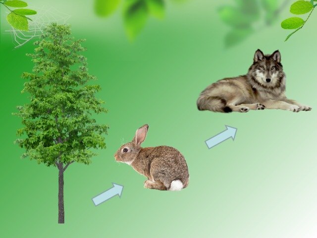 Бактерии гниения лось ель заяц волк лиственница. Модель изображения связей в природе. Невидимые нити в окружающем мире. Невидимые нити в лесу примеры. Невидимые нити в лесу окружающий мир.