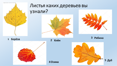 Листья дуба березы рябины клена осины