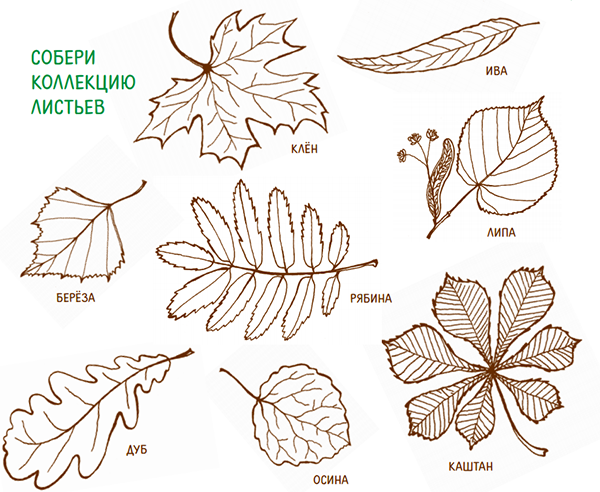 Листья клена рябины дуба березы