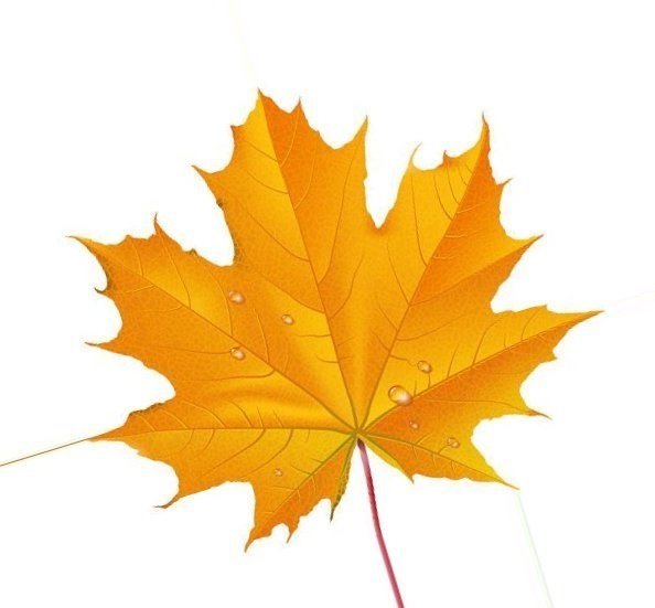 Лист клена на белом фоне