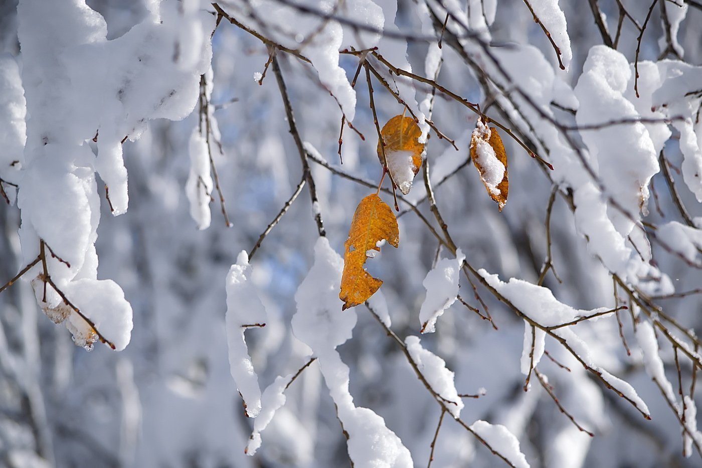 Сугробы листьев. Первый снег. Осень снег. Листья в снегу. Ноябрь снег.